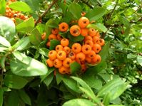 cvetq-flowers00004.jpg
