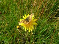 flowers00012.jpg