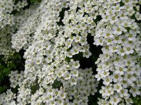 flowers00020.jpg