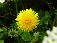 flowers00021.jpg
