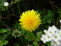 flowers00022.jpg
