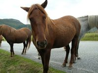 horses00001.jpg