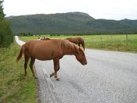 horses00004.jpg