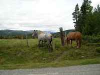horses00005.jpg