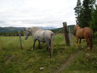horses00006.jpg