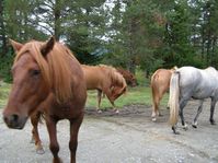 horses00010.jpg