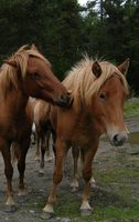 horses00013.jpg